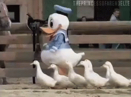 Donald Duck Actual Ducks GIF