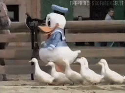 Donald Duck Actual Ducks GIF Donald Duck Actual Ducks GIF
