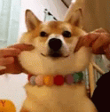 Dog Cute GIF Dog Cute GIF