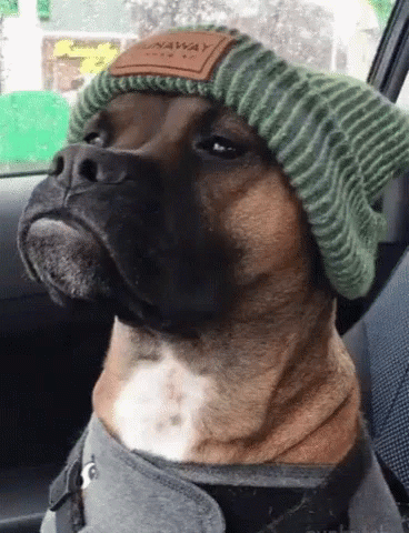 Dogs Not In The Mood GIF Dogs Not In The Mood GIF