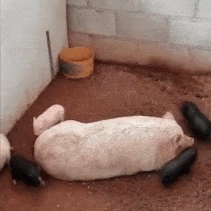 Piglets Running GIF Piglets Running GIF