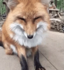 Aww Fox GIF
