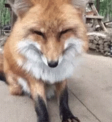 Aww Fox GIF Aww Fox GIF