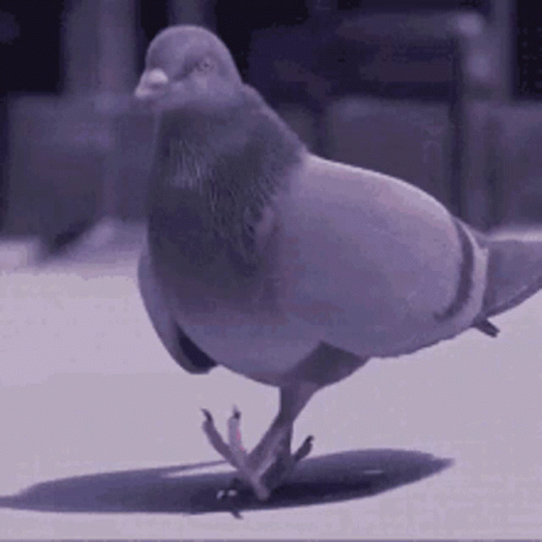 Pigeon Cool GIF