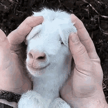 Image result for a goat GIF