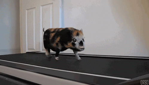 Piglet Exercise GIF Piglet Exercise GIF