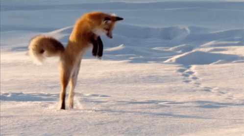 Fox Jump GIF