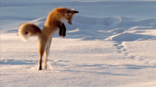 Fox Jump GIF Fox Jump GIF