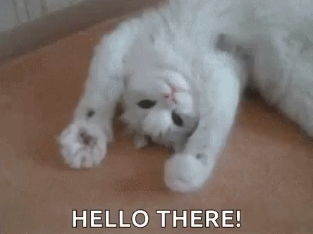 Cat Cute GIF Cat Cute GIF
