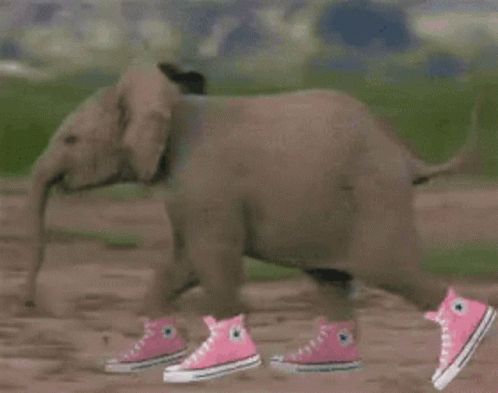 Elephant Running GIF Elephant Running GIF