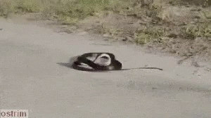 Lolololo Snake GIF Lolololo Snake GIF