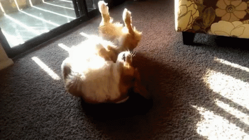 Funny Animals Corgi GIF Funny Animals Corgi GIF