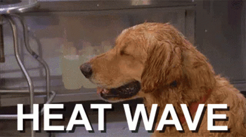 Heat Wave Hot Dog GIF Heat Wave Hot Dog GIF