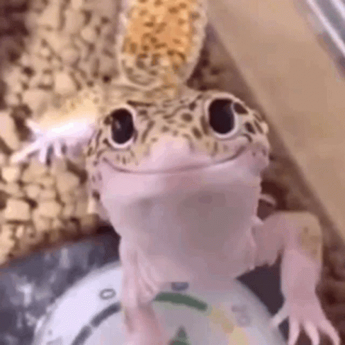 Smiley Gecko GIF