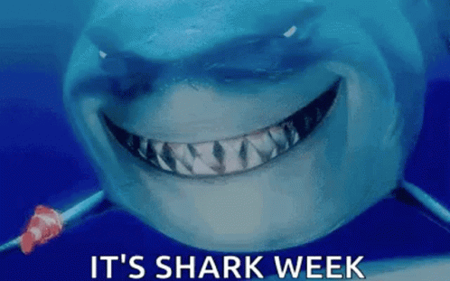 Shark GIF Shark GIF