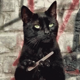 Sassy Cats GIF Sassy Cats GIF
