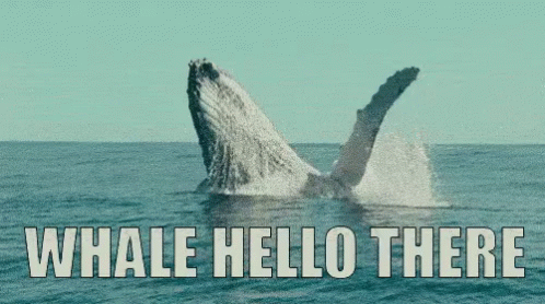 Whale Whale Whale GIF