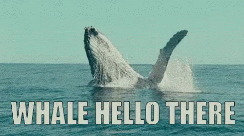 Whale Whale Whale GIF Whale Whale Whale GIF