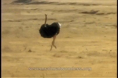Image result for ostrich GIF"
