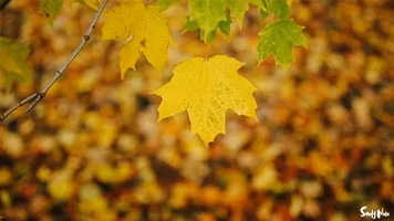 fall gold GIF by Adventures Once Had