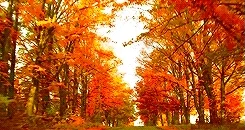 fall autumn GIF
