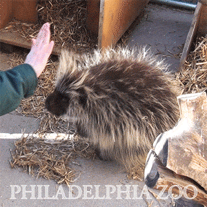 Image result for A Prickle of Porcupines GIF