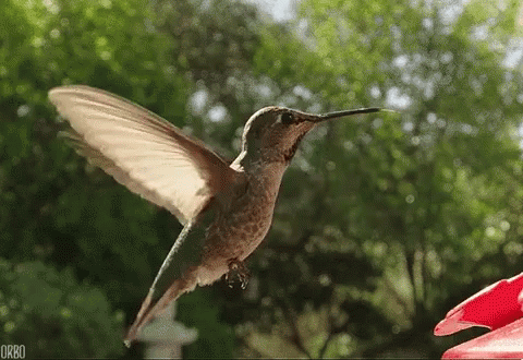 Image result for hummingbird gif