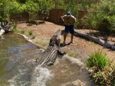 Alligator Feeding Time GIF - Alligator FeedingTime Snackman - Discover ...