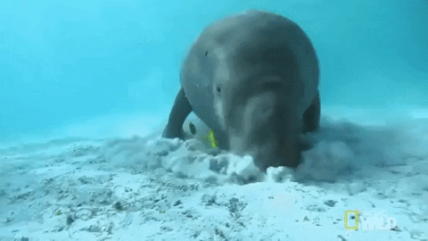 Image result for Dugongs GIF