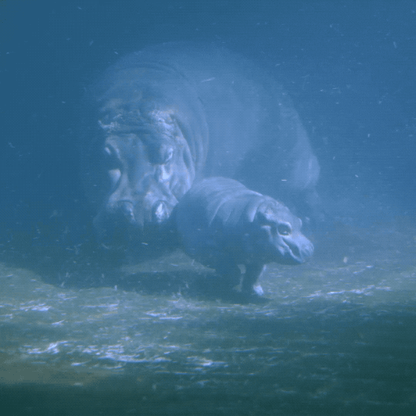 Image result for Hippos Walk Underwater GIF