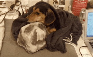 Snuggles Doxie animated GIF