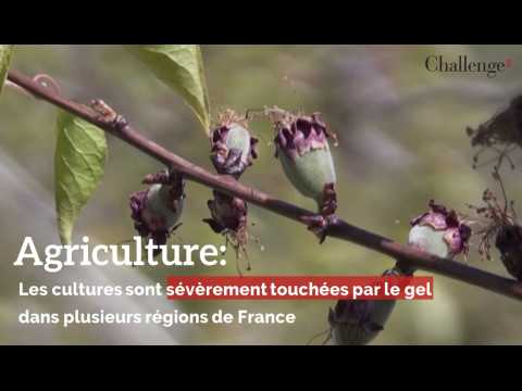 Agriculture: Les cultures sont sévèrement touchées par le gel dans plusieurs régions de France