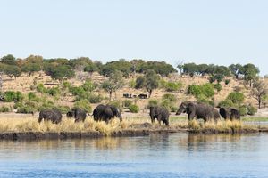 African Elephants (Loxodonta africana), Chobe National Park, Botswana. 
Biosphoto / Sergio Pitamitz