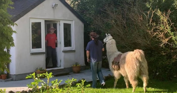 Llamas Help Deliver Food To Elderly In Welsh Valley During Lockdown