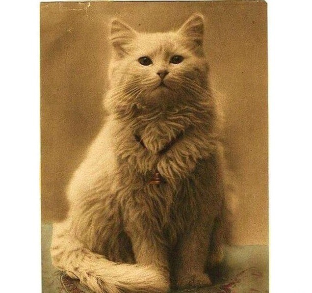 Интересно познавательные фото! Интересно познавательные фото! Интересно познавательные фото!, животные, история, факты