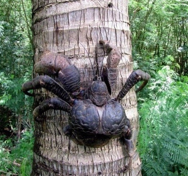 Интересно познавательные фото! Интересно познавательные фото! Интересно познавательные фото!, животные, история, факты