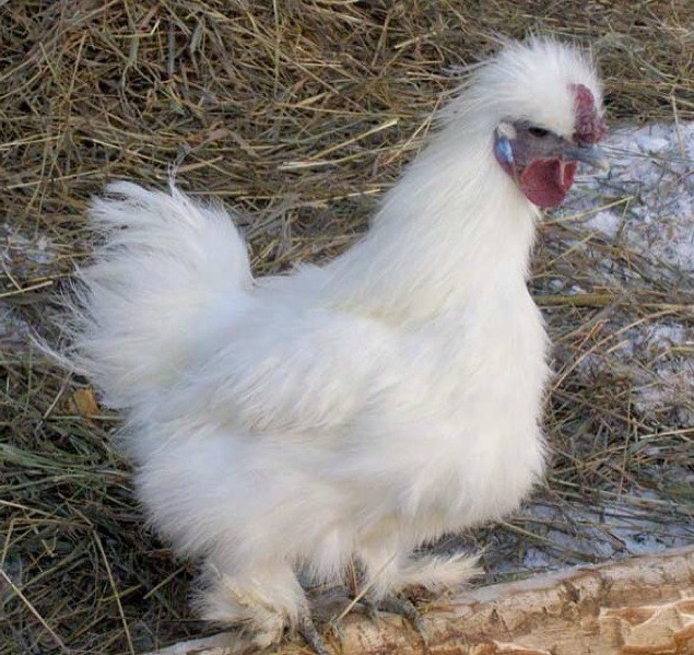 Интересно познавательные фото! Интересно познавательные фото! Интересно познавательные фото!, животные, история, факты