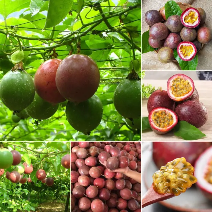 New Arrival]100% Original 50pcs Passion Fruit Seeds Outdoor Real Live Rare  Mayana Bonsai Fruit