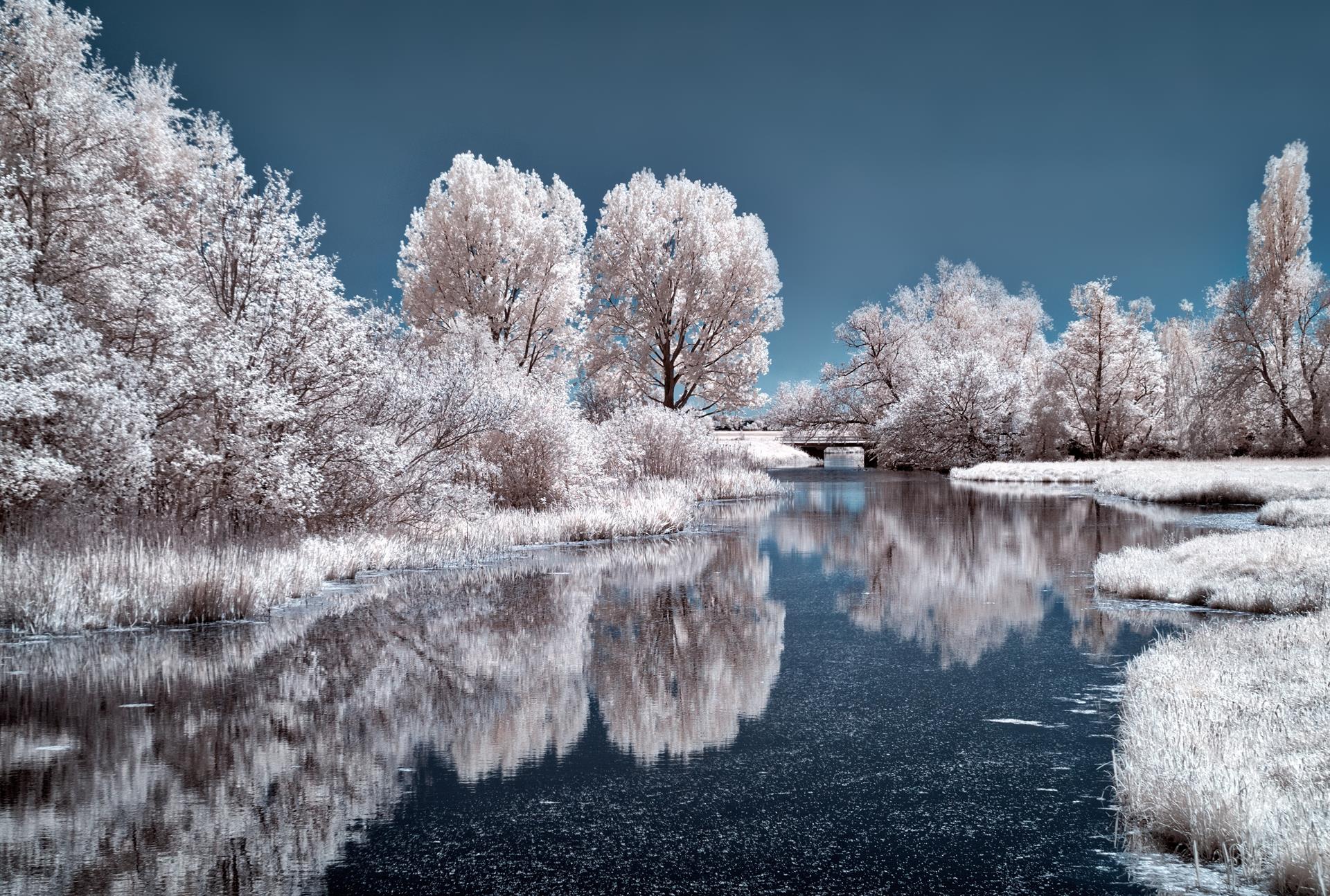 Snowy trees