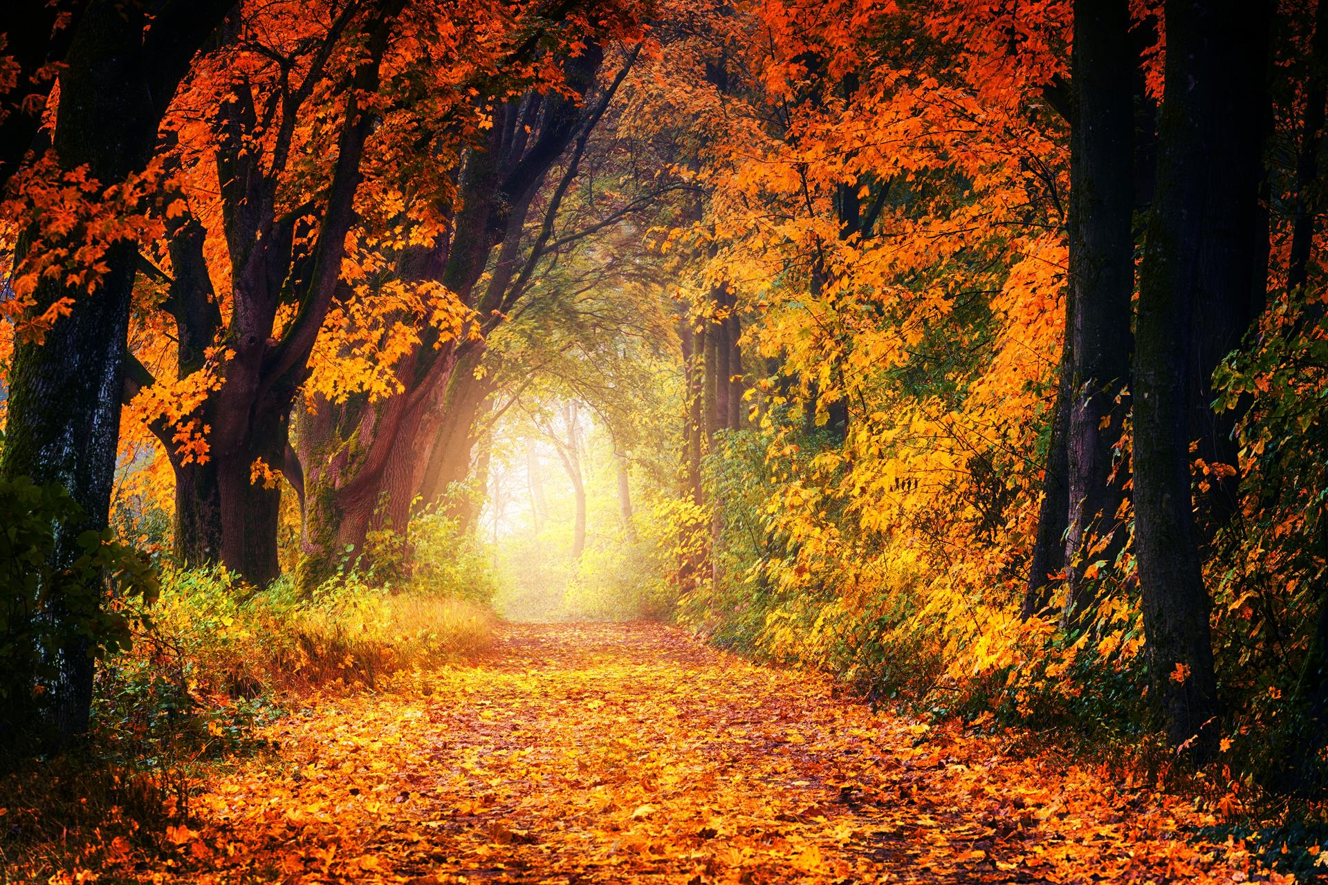 Red and orange-leafed trees line a path Red and orange-leafed trees line a path