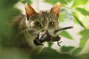 Black-capped Petrels Black-capped Petrels