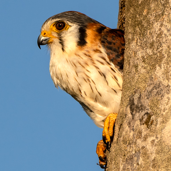 Sparrow Hawk: American Kestrel Sparrow Hawk: American Kestrel