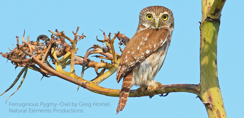 image of Ferruginous Pygmy-owl by Greg Homel image of Ferruginous Pygmy-owl by Greg Homel