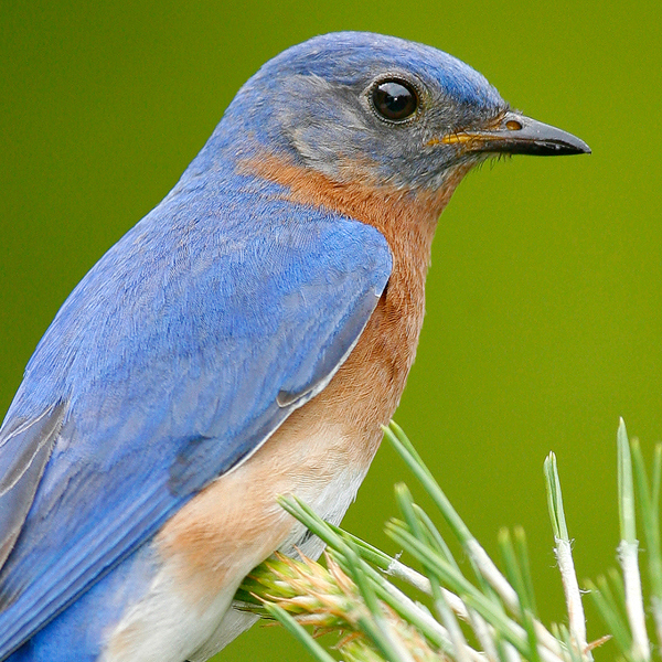 A Lovely Comeback: Eastern Bluebird A Lovely Comeback: Eastern Bluebird