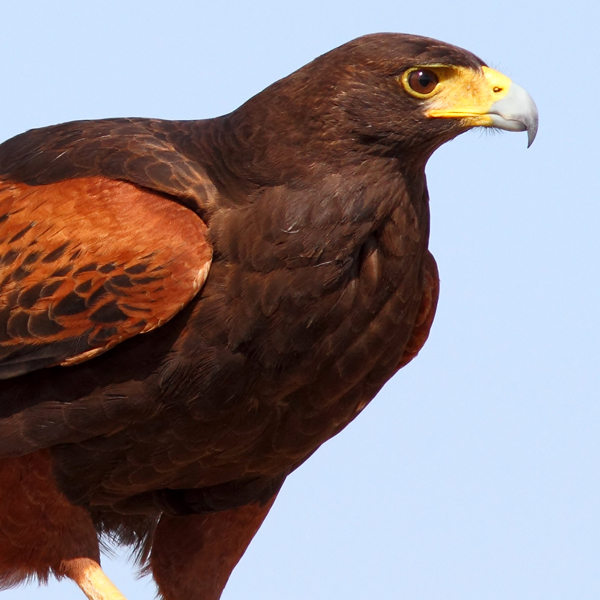 Winged Wolf: Harris’s Hawk Winged Wolf: Harris’s Hawk