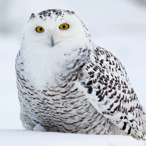Arctic Wanderer: Snowy Owl Arctic Wanderer: Snowy Owl