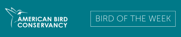 American Bird Conservancy Bird of The Week  American Bird Conservancy Bird of The Week