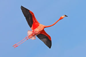American Flamingo American Flamingo