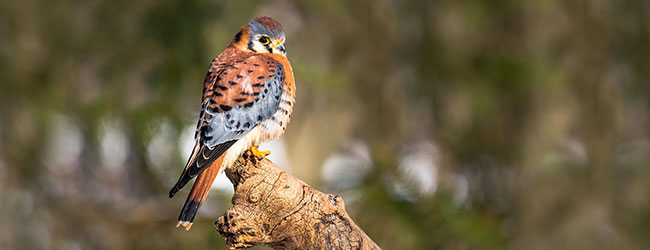 American Kestrel American Kestrel