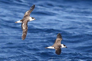 Black-capped Petrels Black-capped Petrels